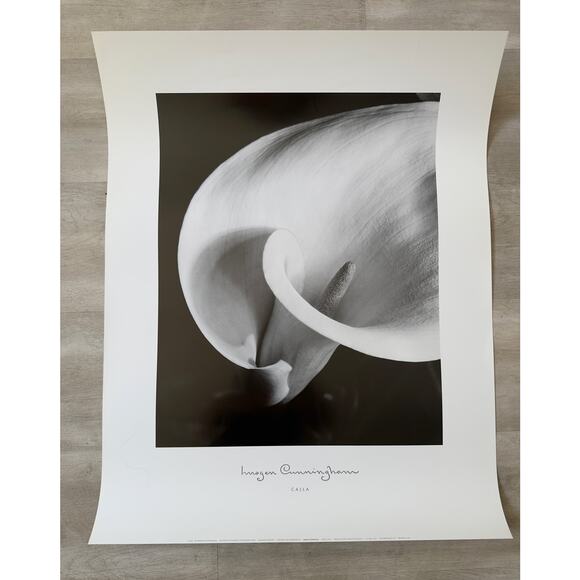 Imogen Cunningham “Calla” Fine Art Print 28” x 22” 1997 printed in USA - Picture 1 of 8